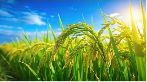 Rice Products
