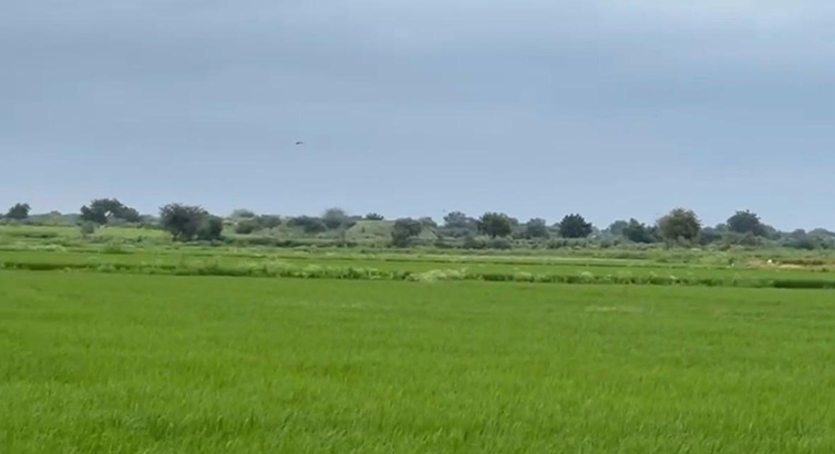 Rice Mill